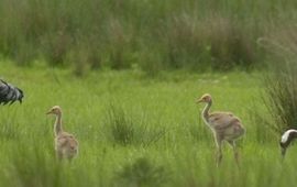 Kraanvogels met jongen van vijf weken oud