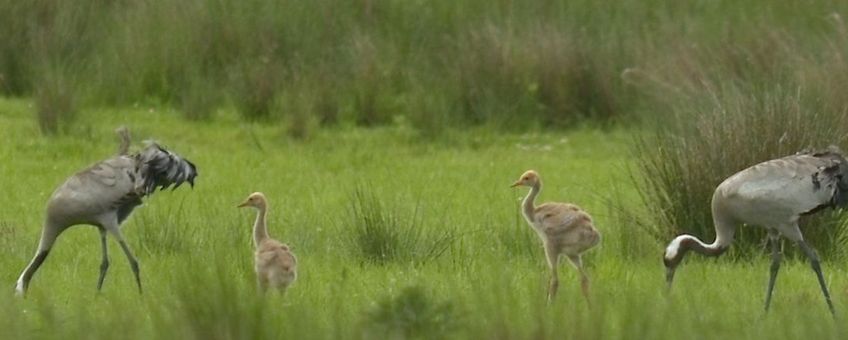 Kraanvogels met jongen van vijf weken oud