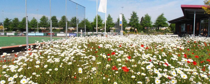 Biodiversiteit op sportvelden