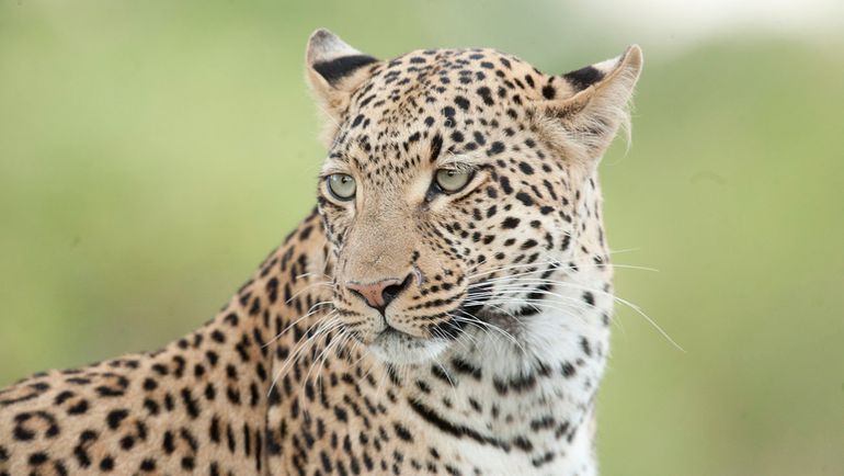 Een luipaard in Botswana. De jaguar en het luipaard hebben allebei een schitterende vacht met rozetten (vlekken). De rozetten van een jaguar hebben een of meerdere stippen in het midden. Die van een luipaard hebben dat niet