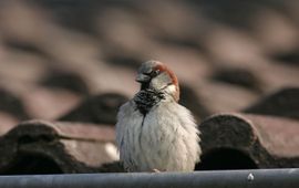 Harvey van Diek, Sovon Vogelonderzoek Nederland Huismus man