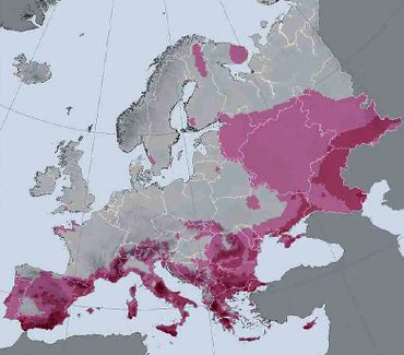Verdeling van de bedreigde sprinkhanen over Europa. Hoe paarser de kleur, hoe meer bedreigde soorten