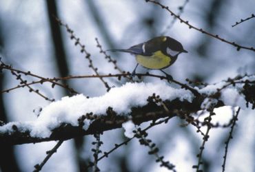 Koolmees in de sneeuw