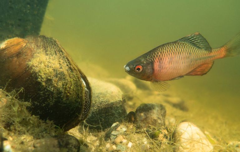 Dit mannetje bittervoorn in paaikleed heeft zijn oog laten vallen op een geschikte mossel