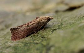 Leo Janssen Een Grote wasmot (Galleria mellonella): de beste oren ter wereld?