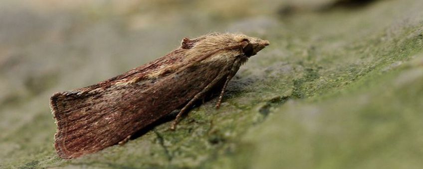 Een Grote wasmot (Galleria mellonella): de beste oren ter wereld?