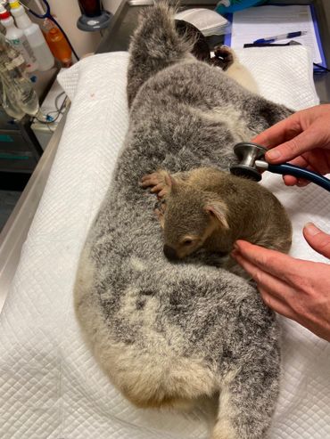 Koalajong Ponyo viel uit de buidel van zijn moeder toen zij werd aangereden door een auto. Moeder en zoon hebben het helaas niet gered