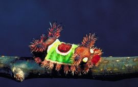 Creative Commons Acharia stimulea