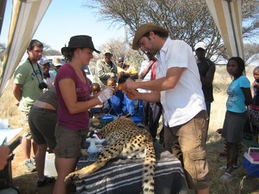 Fitting a GPS-collar and collecting blood from an immobilised cheetah in Namibia
