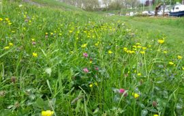 Linde Slikboer Stadswal Gorinchem in de lente