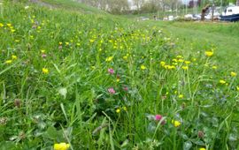 Stadswal Gorinchem in de lente