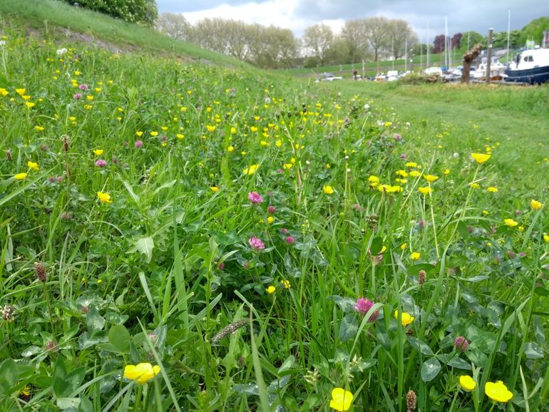 In de lente is langs de stadswal van Gorinchem een lint van inheemse bloeiende bloemen te zien