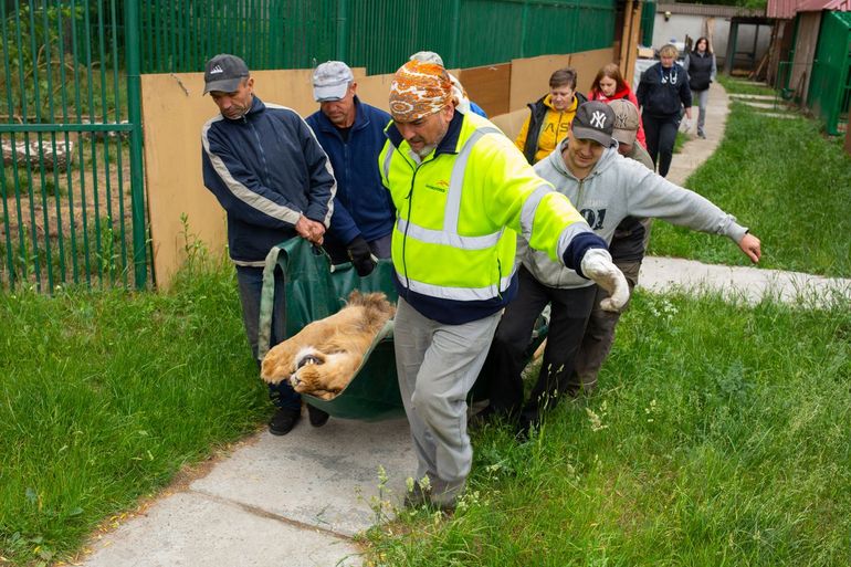 De twee jaar oude leeuw Viseris wordt verdoofd en voorzichtig verplaatst naar een transportkrat ter voorbereiding op zijn vertrek uit Oekraïne