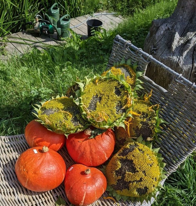 Oogst van pompoenen en zonnebloemen