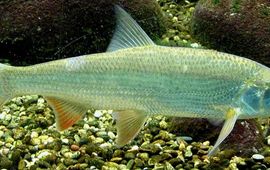 Nasser Halaweh, Wikimedia Commons Sneep. Cyprinidae Chondrostoma nasus