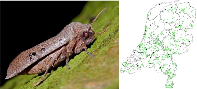 Zwartvlekwinteruil. Op het kaartje de verspreiding (in groen) en de waarnemingen (zwarte stippen) uit het najaar van 2018