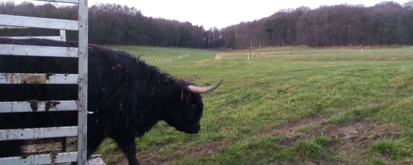 Uitzetten van Schotse Hooglander