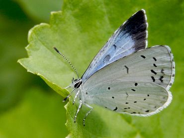 Het vrouwtje van het boomblauwtje is te herkennen aan de grote zwarte vleugelpunt