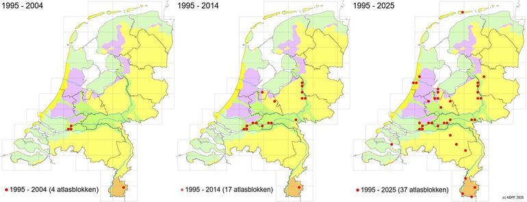 Verspreiding van de Amerikaanse schijfhoren in Nederland, weergegeven over drie tijdsperioden: 1995 - 2004, 1995 - 2014 en 1995 - 2025