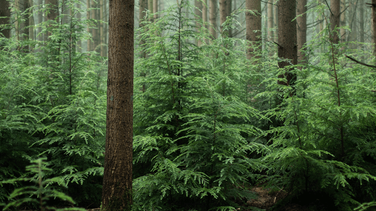 Naaldbomen gebruiken niet per se meer water dan loofbomen