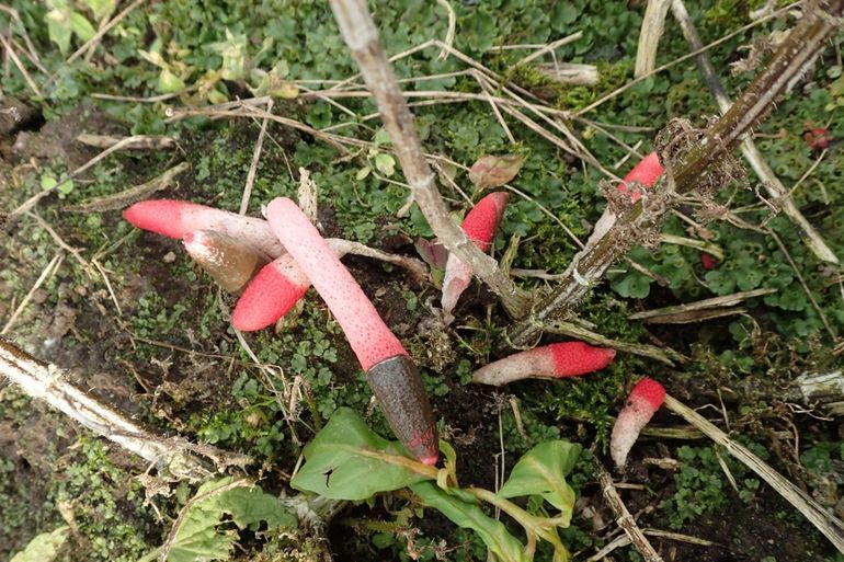 Roze stinkzwammen tussen de buxus