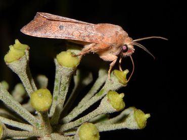 In november is er niet veel nectar meer te halen, dus zit deze bruine herfstuil ook graag op klimop