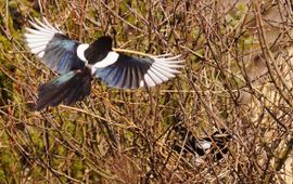 Jens Cederskjold, Flickr eksters bouwen aan nest