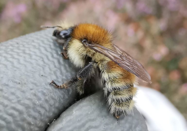 In de hand gehouden heidehommelwerkster op het Dwingelderveld