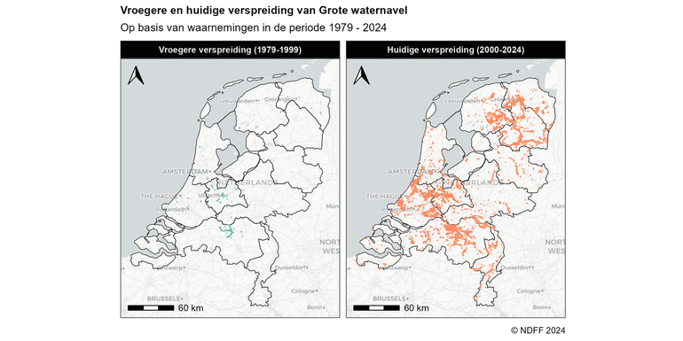 Verspreiding Grote waternavel gedurende 1979-1999 en 2000-2024