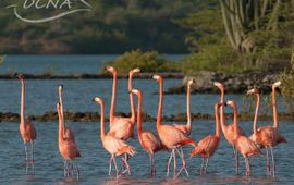 Eenmalig gebruik, Caribbean flamingo, rode flamingo