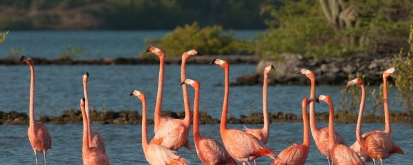 Eenmalig gebruik, Caribbean flamingo, rode flamingo