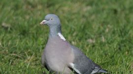 Houtduif door Ab H. Baas via Saxifraga