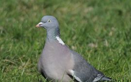 Houtduif door Ab H. Baas via Saxifraga Houtduif door Ab H. Baas via Saxifraga