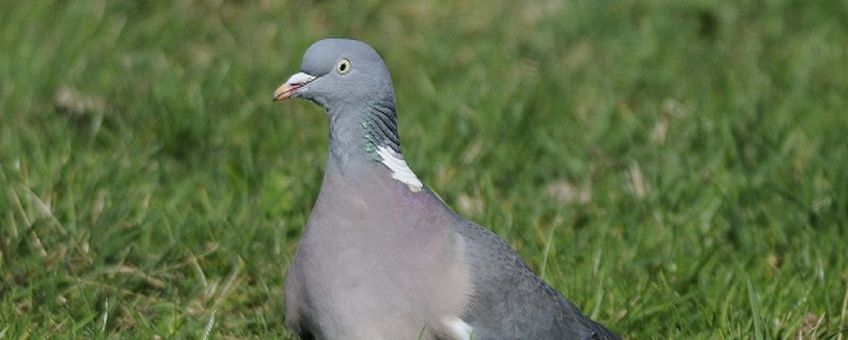 Houtduif door Ab H. Baas via Saxifraga