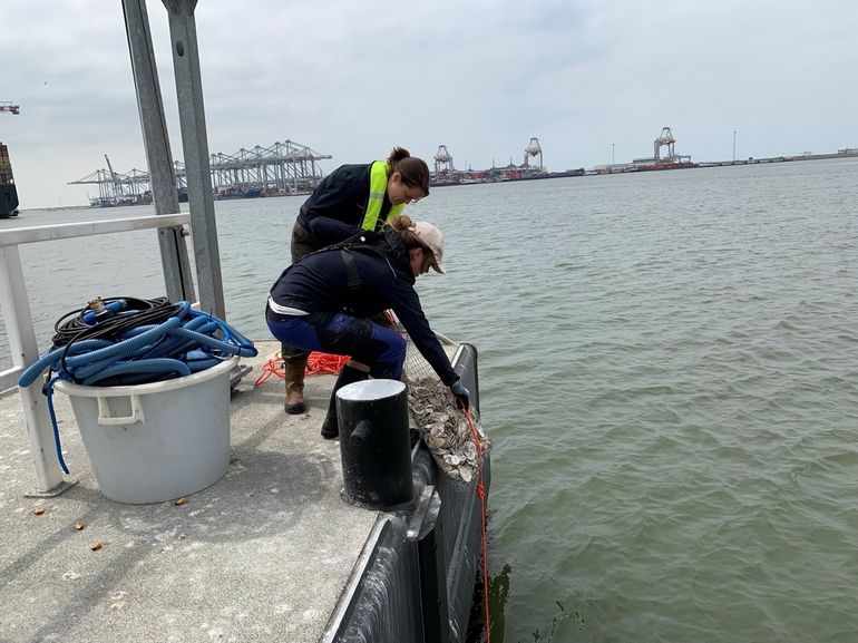 Oestertassen worden te water gelaten in de Haven van Rotterdam