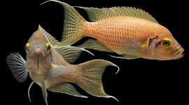 Neolamprologus pulcher