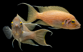 Neolamprologus pulcher