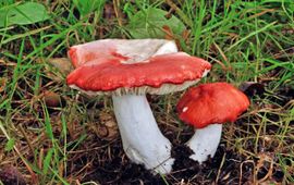 Kleibosrussula