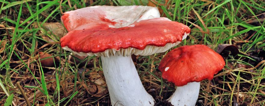 Kleibosrussula