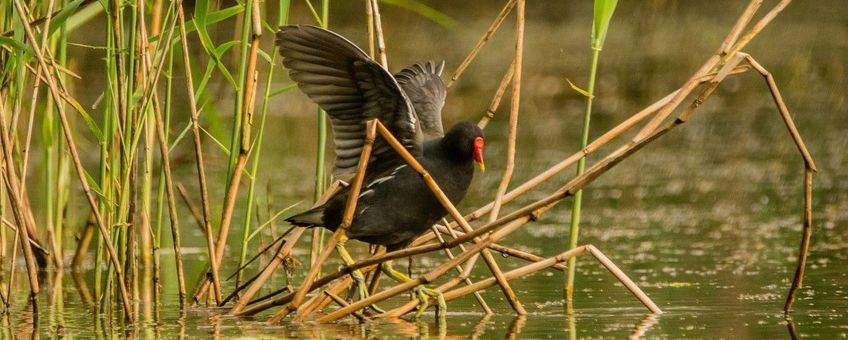 Gallinula chloropus, Waterhoen, adult