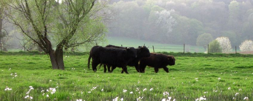 Zwarte hooglanders tussen de pinksterbloemen in Wolfhaag.