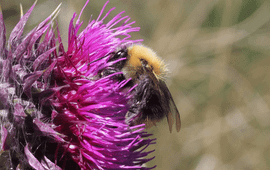 Akkerhommel op knikkende distel