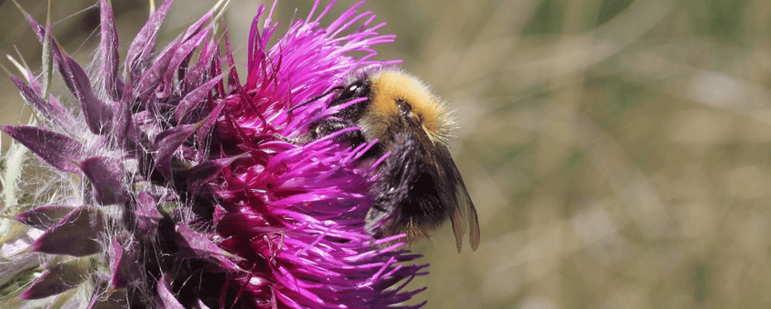 Akkerhommel op knikkende distel