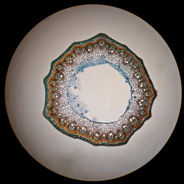 Cross section of Japanese willow stem