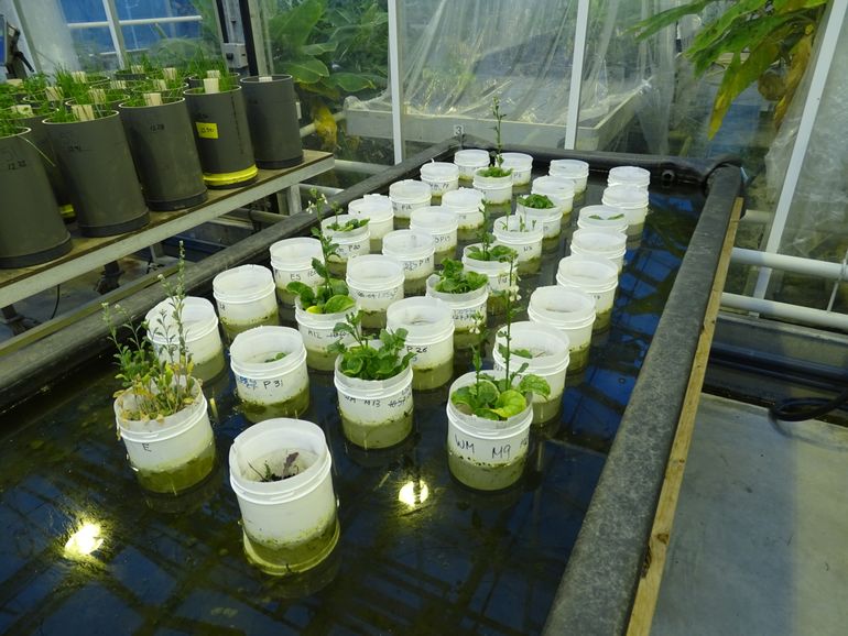 Overview of the pots with rucola and Mars soil simulant and Earth control. The two in front are trial pots with in front rucola and at direct behind flowering cress. The pots are standing in a water basin to cool the soil since the worms like it at 15 degrees centigrade, but the plants prefer 20 degrees Centigrade