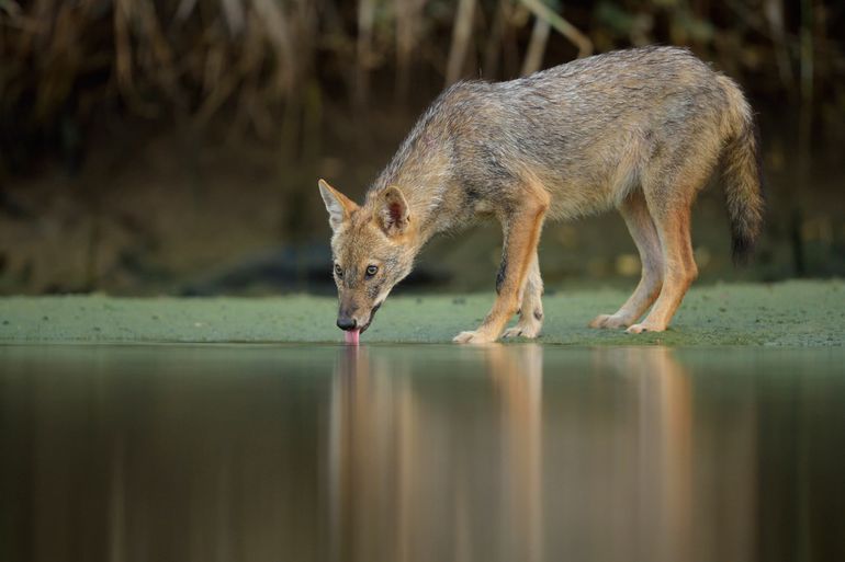 Naast de wolf laat ook de goudjakhals zich in Nederland zien