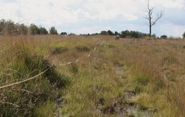 heide in Noord-Brabant