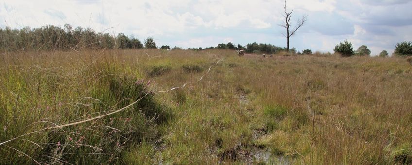 heide in Noord-Brabant