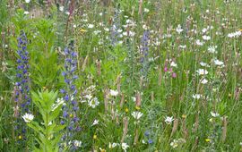 Cruydt-Hoeck Bloemenmengsel met inheemse soorten