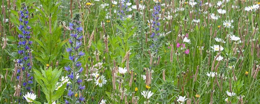 Bloemenmengsel met inheemse soorten